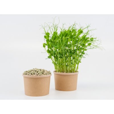 Tiny Greens Hrášek Curly - BIO semínka na klíčení a microgreens Množství: 100g – Zboží Mobilmania