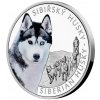 Česká mincovna Stříbrná mince Psí plemenaSibiřský husky proof 1 oz