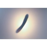 Svakom Ava Neo Interactive Thrusting Vibrator – Zboží Dáma