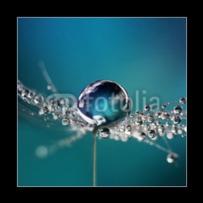 Skleněný obraz 1D - 50 x 50 cm - Beautiful dew drops on a dandelion seed macro. Beautiful soft light blue and violet background. Water drops on a parachutes dandelion on