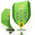 Royal Queen Seeds Royal Creamatic semena neobsahují THC 5 ks – Sleviste.cz