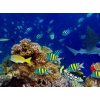 Tapety WEBLUX Fototapeta plátno colorful wide underwater coral reef panorama banner background with many fishes turtle and marine life / Unterwasser Korallenriff breit Hintergru 330 x 244 cm