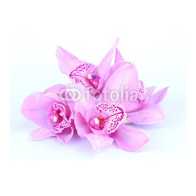 WEBLUX 41582656 Fototapeta vliesová beautiful pink orchid against blue background krásná růžová orchidej proti modrému pozadí rozměry 270 x 200 cm – Zboží Mobilmania