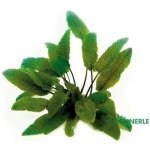 Cryptocoryne wendtii Braun – Zboží Dáma