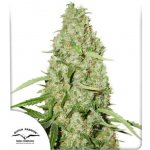 Dutch Passion Think Fast semena neobsahují THC 10 ks – Sleviste.cz