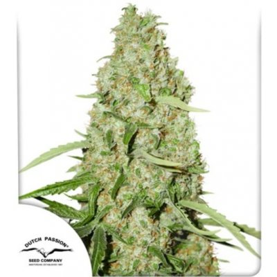 Dutch Passion Think Fast semena neobsahují THC 10 ks – Sleviste.cz