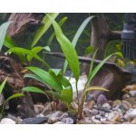 Anubias congensis - Anubis konžský – Zboží Dáma