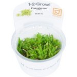 Pogostemon helferi Tropica – Zboží Mobilmania