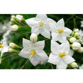 SOLANUM JASMINOIDES - LILEK JASMÍNOKVĚTÝ