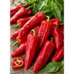 Paprika kápie 'Parade' v květináči – Zboží Dáma