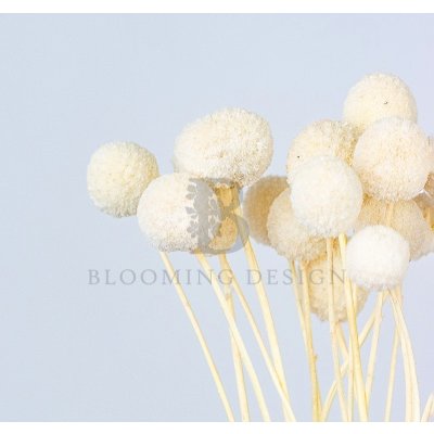 Sušená Craspedia bělená 10ks – Zboží Dáma