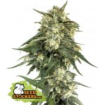 Seedstockers BCN Critical XXL Fast Version semena neobsahují THC 1 ks – Sleviste.cz