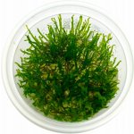 Taxiphyllum sp. Spiky Moss – Sleviste.cz
