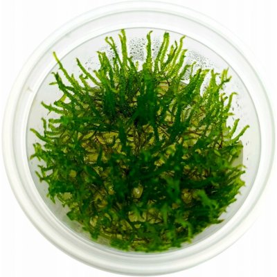 Taxiphyllum sp. Spiky Moss – Sleviste.cz