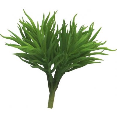 Tlustice (Crassula) 'Himalaya zelená V15 cm – Sleviste.cz