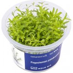 Pogostemon yatabeanus – Zboží Mobilmania