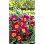 Tulipán 'Odalisque pulchella' 5 ks – Zboží Dáma