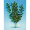 Akvarijní rostlina I--Z JK rostlina Hygrophila 18-21 cm
