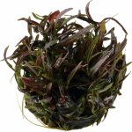 Hygrophila lancea Araguaia – Sleviste.cz