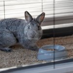 Ferplast Cottage Large 129 x 68 x 103,5 cm – Hledejceny.cz