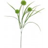Květina Česnek okrasný - Allium x3 zelená s trávou 82 cm x3 zelená s trávou 82 cm