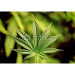 WEBLUX 5123920 Fototapeta papír marijuana marihuana rozměry 184 x 128 cm