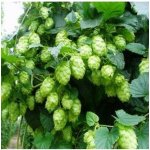 Chmel japonský Humulus japonicus prodej semen 7 ks – Hledejceny.cz