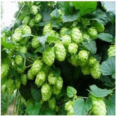 Chmel japonský Humulus japonicus prodej semen 7 ks – Hledejceny.cz