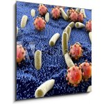 Obraz 1D - 50 x 50 cm - Bacteria and viruses on surface of skin, mucous membrane or intestine, model of MERS, HIV, flu, Escherichia coli, Salmonella, Klebsiella, Legione – Hledejceny.cz