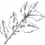 Alteya Bobkový vavřínový list 100% BIO 5 ml – Hledejceny.cz