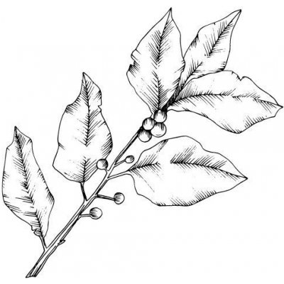 Alteya Bobkový vavřínový list 100% BIO 5 ml – Hledejceny.cz