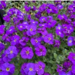 Aubrieta del. 'Cascade Blue' Velikost hrnku: 10,5cm – Hledejceny.cz