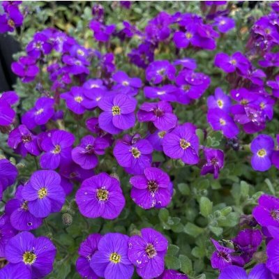 Aubrieta del. 'Cascade Blue' Velikost hrnku: 10,5cm – Hledejceny.cz