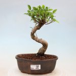 e-bonsai Pokojová bonsai - Ficus kimmen - malolistý fíkus – Hledejceny.cz