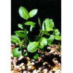 Hygrophila difformis emer. – Zboží Mobilmania