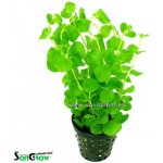 Lysimachia nummularia – Zboží Dáma