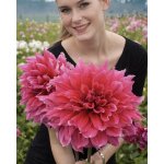 Jiřina 'Emory paul ' 1 ks – Hledejceny.cz