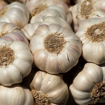 Sadbový česnek Flavor - Allium sativum - nepaličák - cibule česneku - 250 g – HobbyKompas.cz