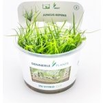 Juncus Repens - Sítina plazivá – Zboží Dáma