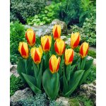 Tulipán 'Stresa' 5 ks Velikost hlíz: 10/11 – Sleviste.cz