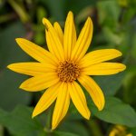 Topinambur červený Violet de Rennes Helianthus tuberosus prostokořenné sazenice topinamburu 1 ks – Sleviste.cz