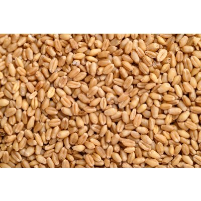 ProBio Pšenice ozimá BIO 25 kg – Zboží Dáma