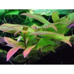 Hygrophila corymbosa compact – Sleviste.cz