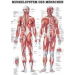 Rüdiger-Anatomie Naučný plakát Svalový systém – Zboží Dáma