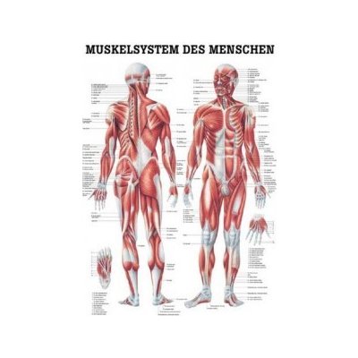 Rüdiger-Anatomie Naučný plakát Svalový systém – Zboží Dáma