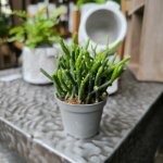 Věšák, Rhipsalis mix, průměr květináče 6 cm – Zbozi.Blesk.cz