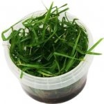 Cyperus helferi - Šáchor Helferův – Zboží Dáma