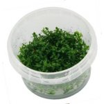 Gratiola viscidula – Zboží Dáma