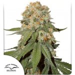 Dutch Passion Orange Bud semena neobsahují THC 3 ks – Zboží Mobilmania