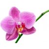 Tapety WEBLUX Fototapeta papír - 23735286 orquídea rozměry 184 x 128 cm